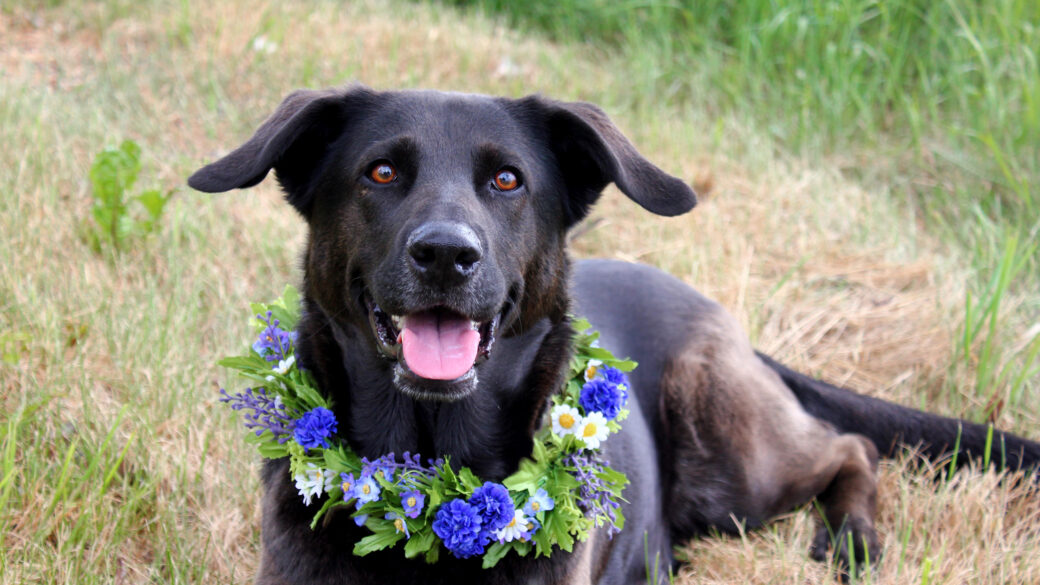 Hälsningar från Nova