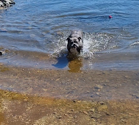 Hälsningar från Aggie