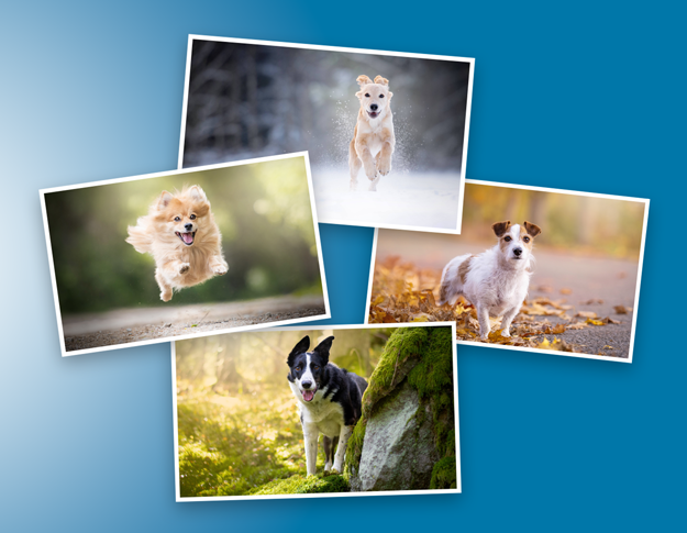Fototävling: Vill din hund vara med i vår kalender 2024?