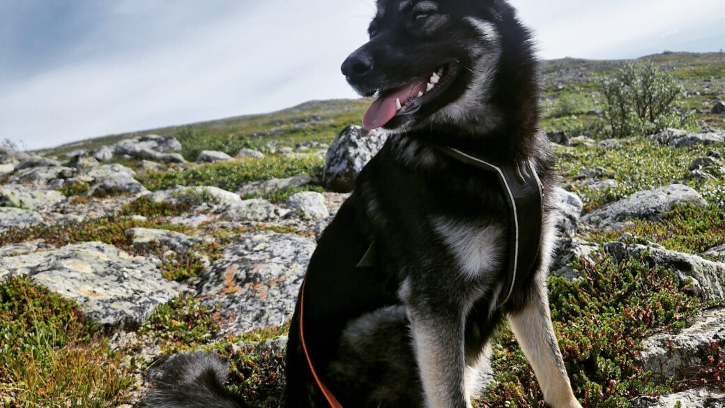 Hälsningar från Lexi (fd Gigi)