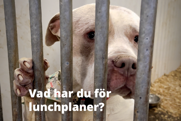 Hur många hundar kan vi tillsammans rädda på en lunchrast?