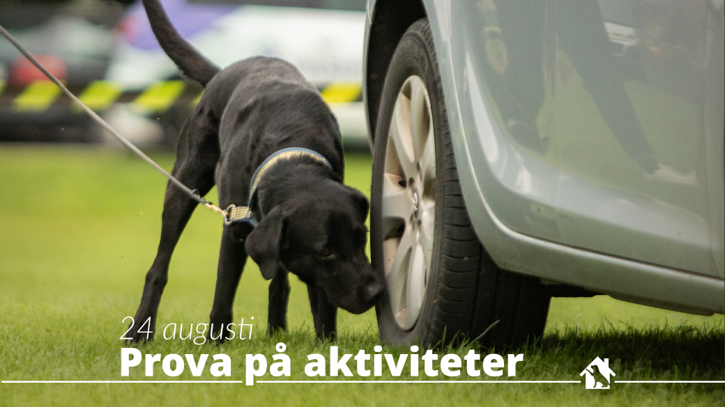 Aktiviteter på Hundar Utan Hem-dagen