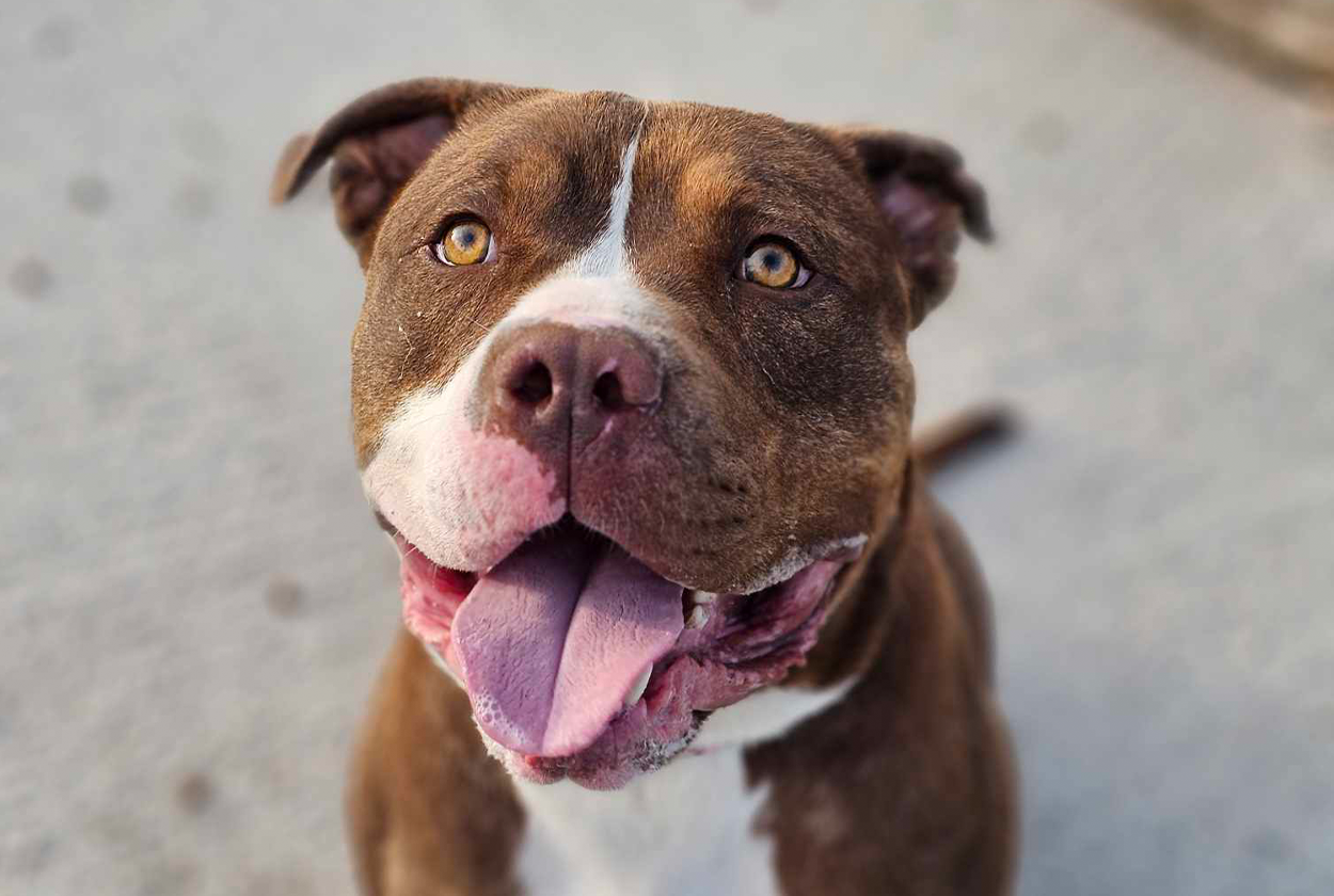 Brown XL bully type dog looking happy