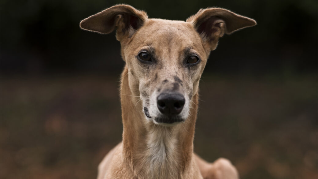 Hundar Utan Hem inleder samarbete med Great Hounds in Need