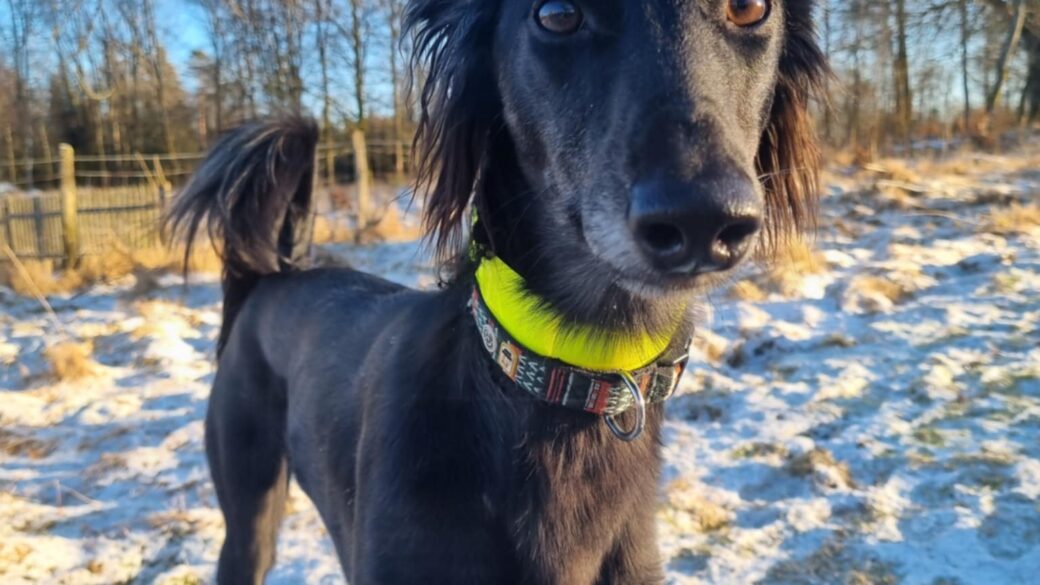 Hälsningar från Otto