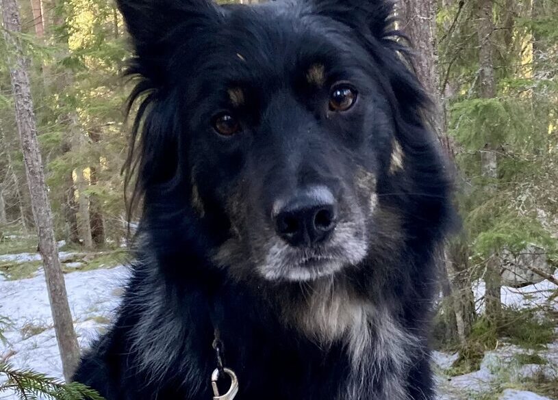 Hälsningar från Albert