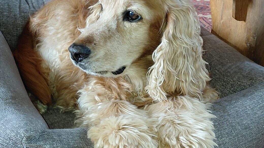 Hälsningar från Boss (fd Bosco)