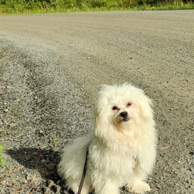 Millie (25-0270) | Hundar Utan Hem