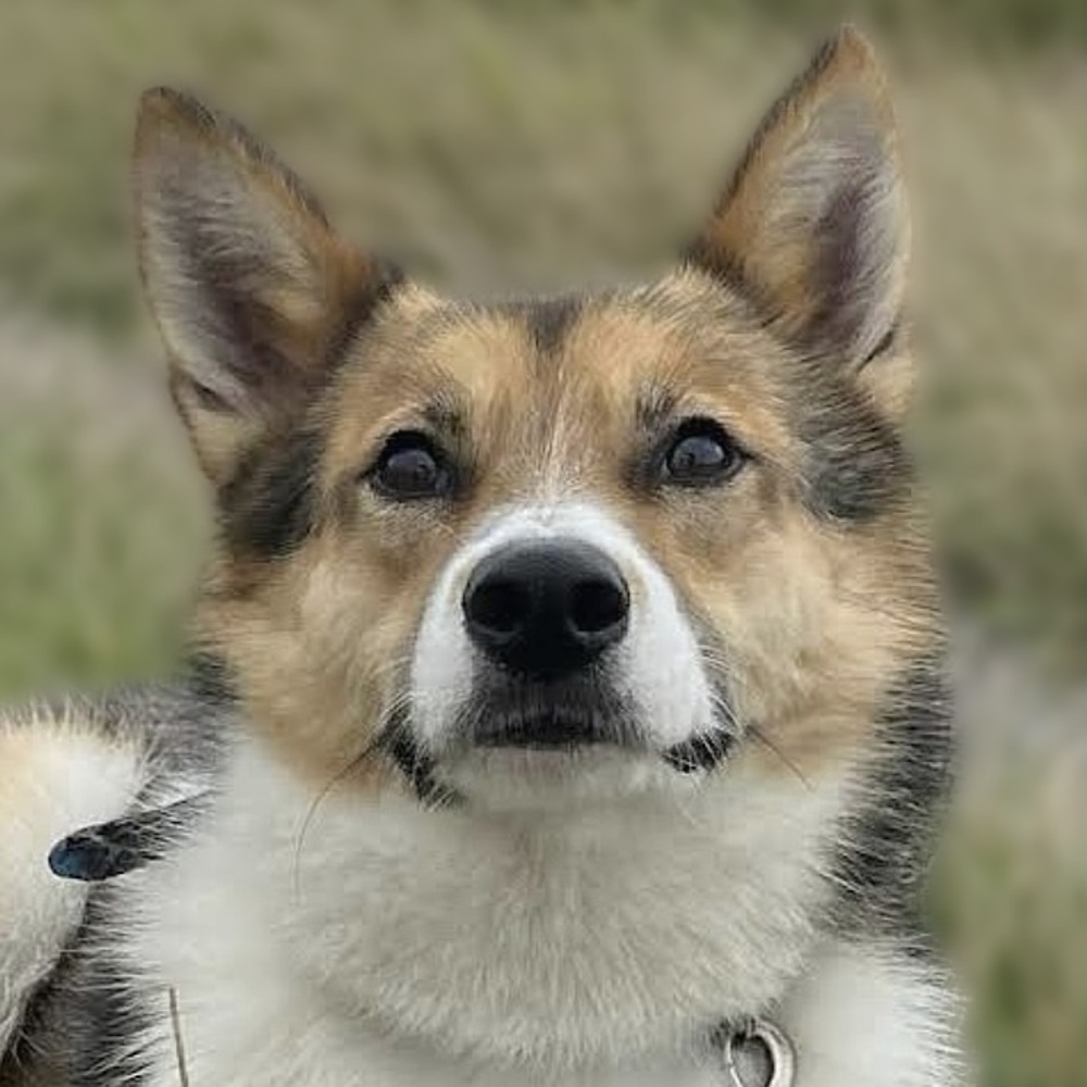 Toby