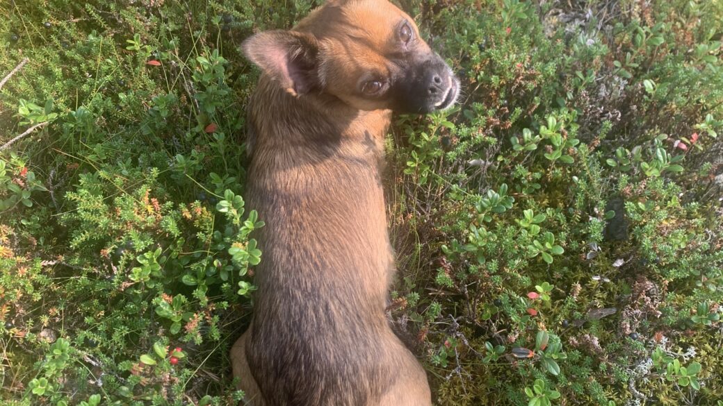 Hälsningar från Julia