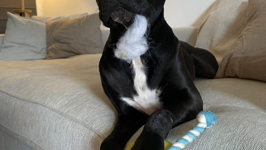Hälsningar från Spike