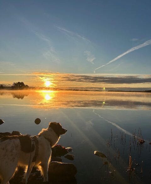 Hälsningar från Axii (fd Wendy)