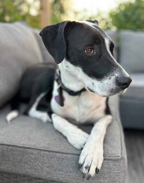 Hälsningar från Bella