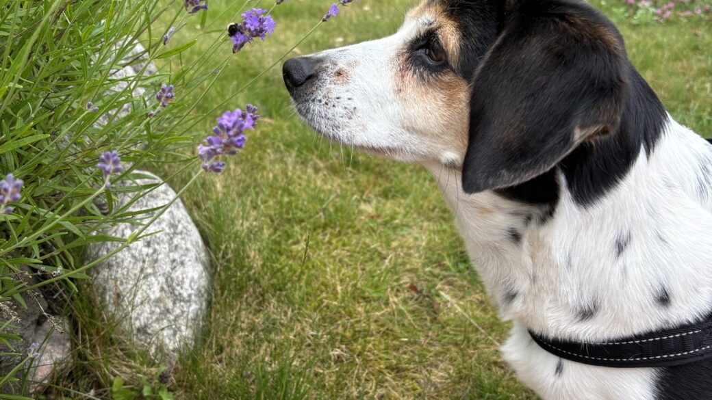 Hälsningar från Lucy