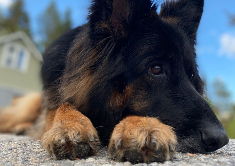 Hälsningar från Saphira