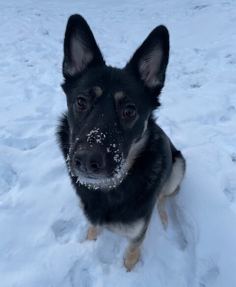 Hälsningar från Winnie