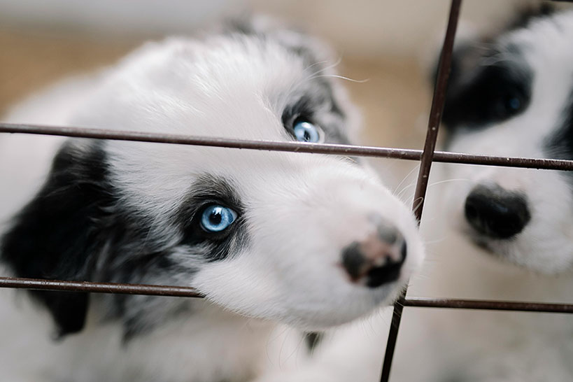Nytt lagförslag för att skärpa reglerna för hundavel på Irland