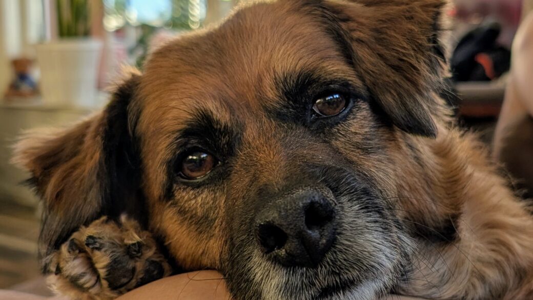 Hälsningar från Alice