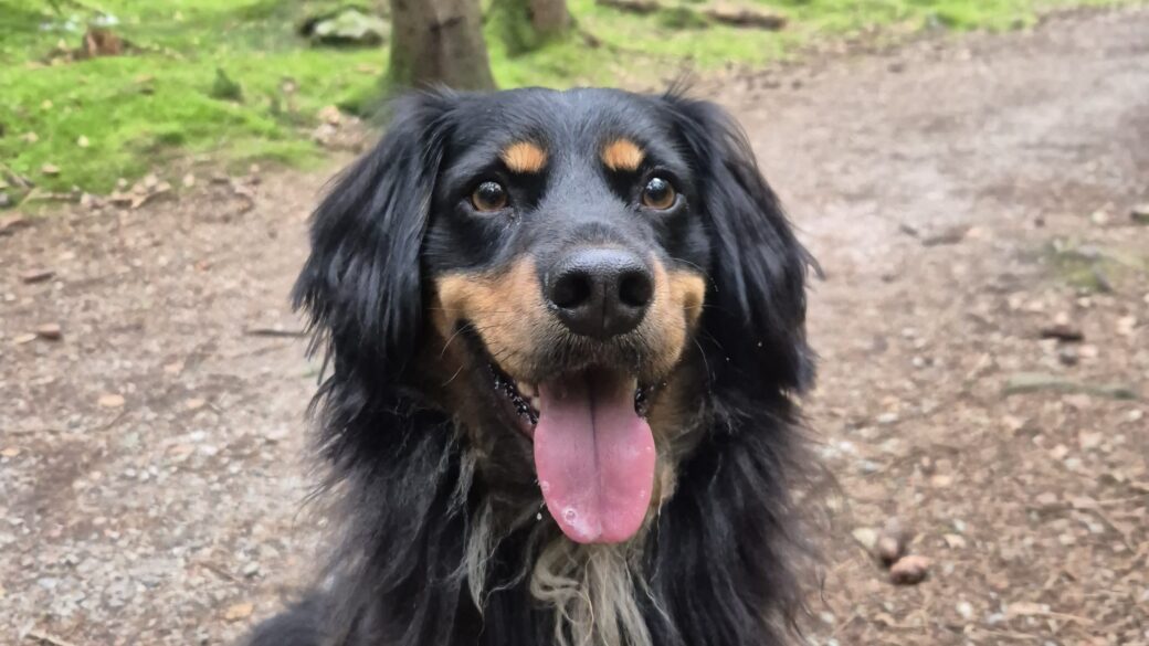 Hälsningar från Dante