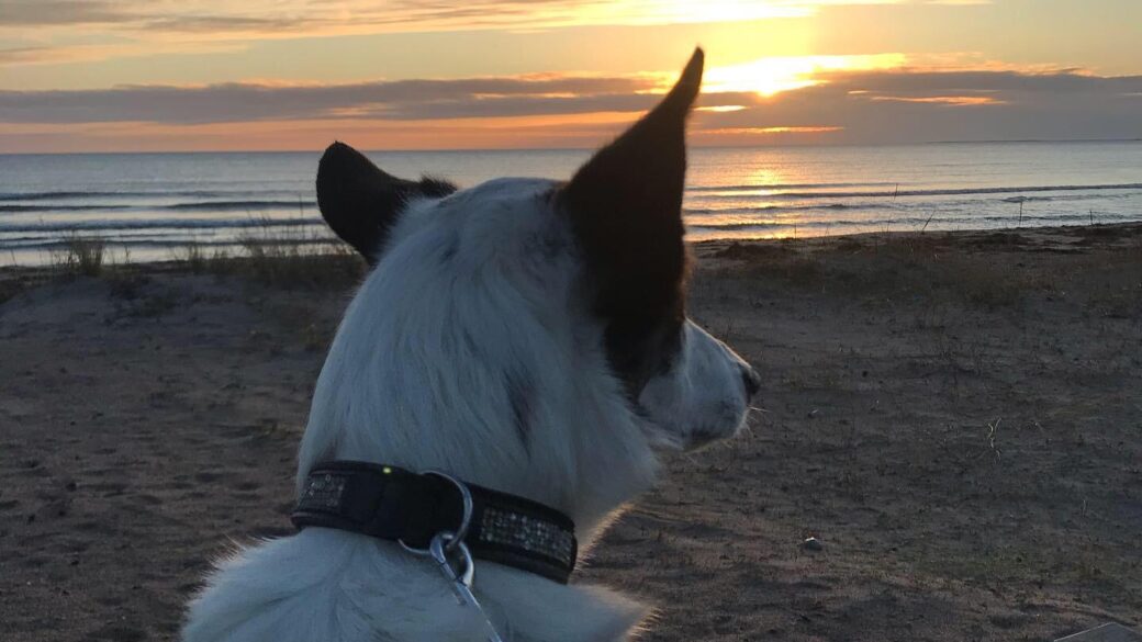 Hälsningar från Lexie