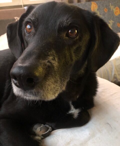 Hälsningar från Samson