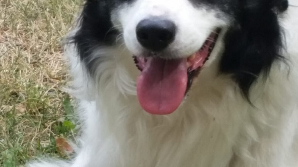 Hälsningar från Tripper