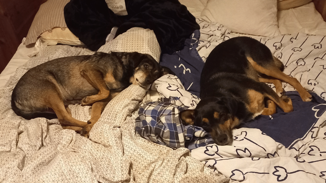 Hälsningar från Gösta (fd Felek) och Klas (fd Gizmo)