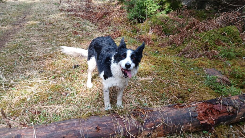 Hälsningar från Gyp (fd Brittany)