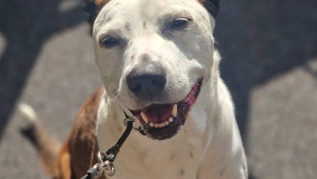 Hälsningar från Lily