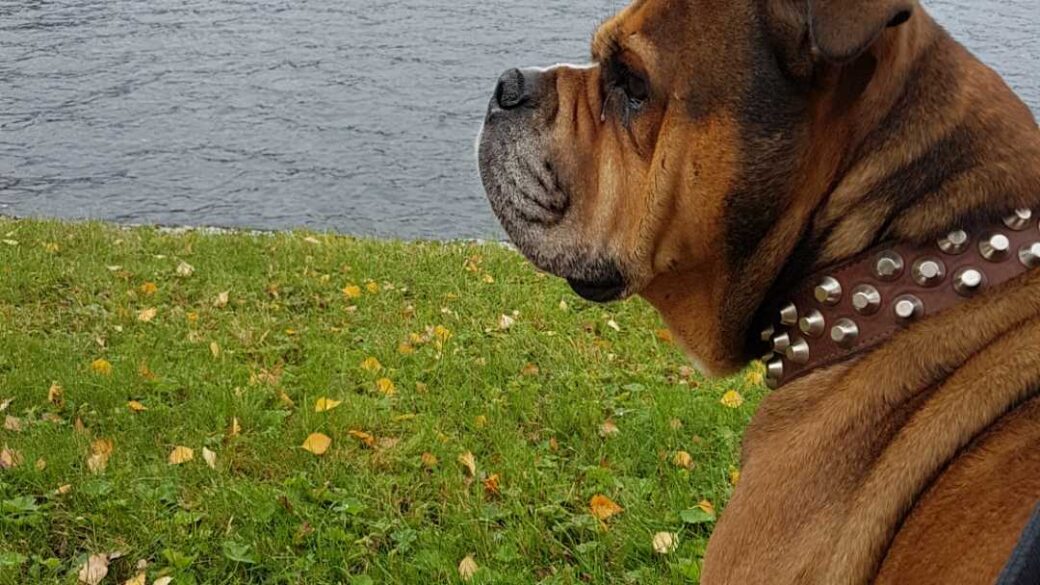 Hälsningar från Rudy (fd Ruby)
