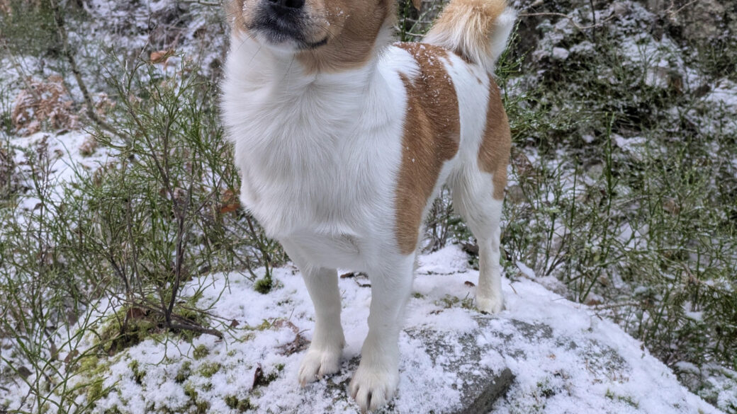 Hälsningar från Aspen