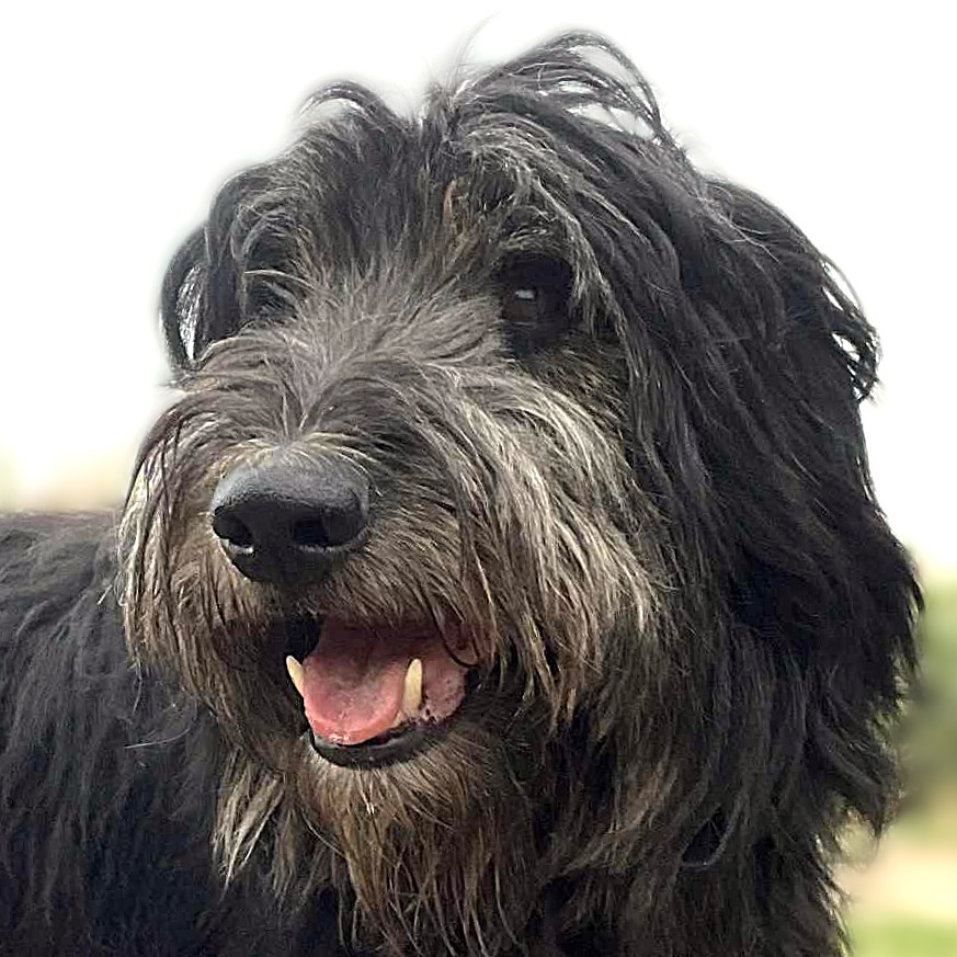 Dylan