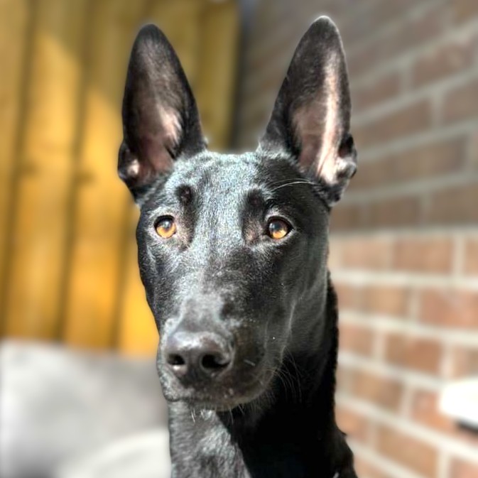 Lily